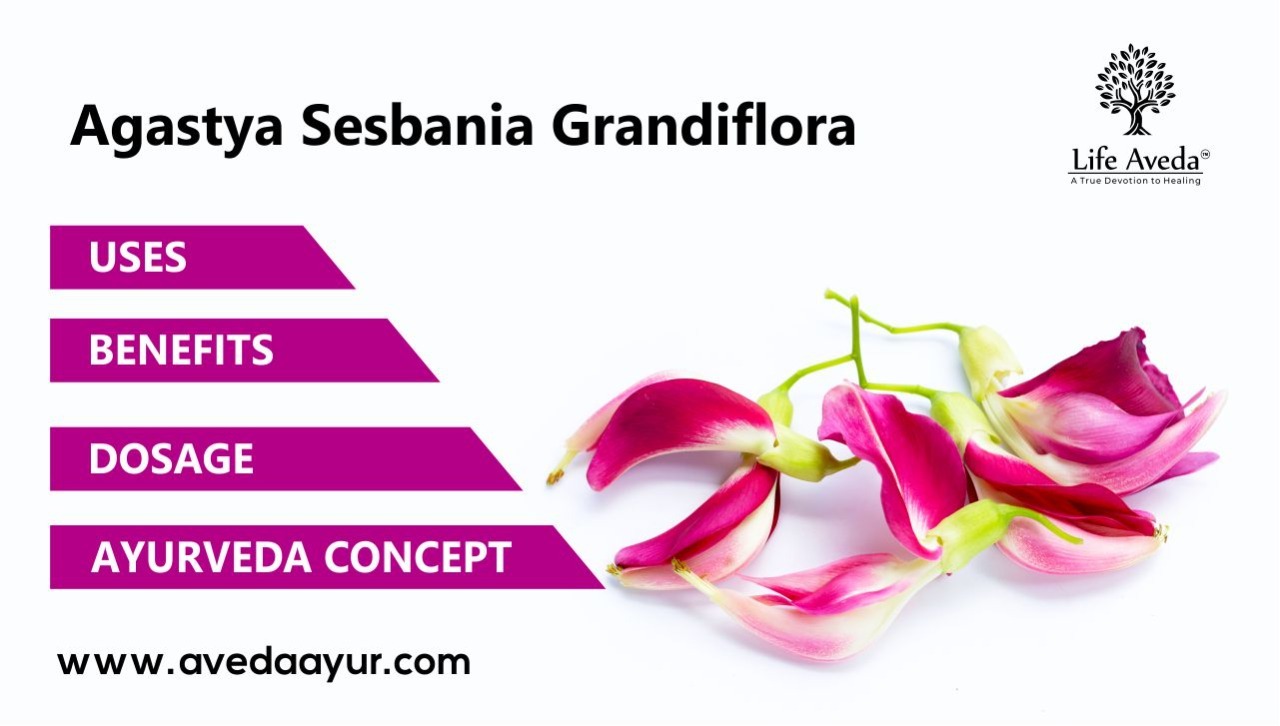Agastya Sesbania Grandiflora