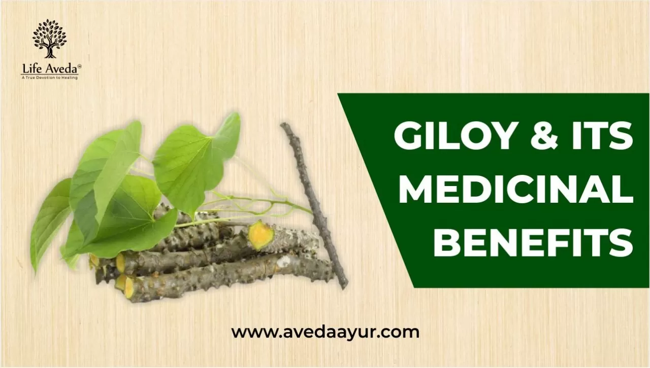 Giloy and its Medicinal benefits