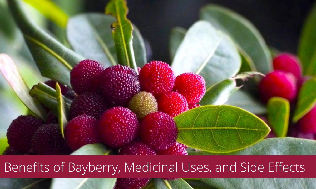 Benefits of Bayberry, Medicinal Uses, and Side Effects