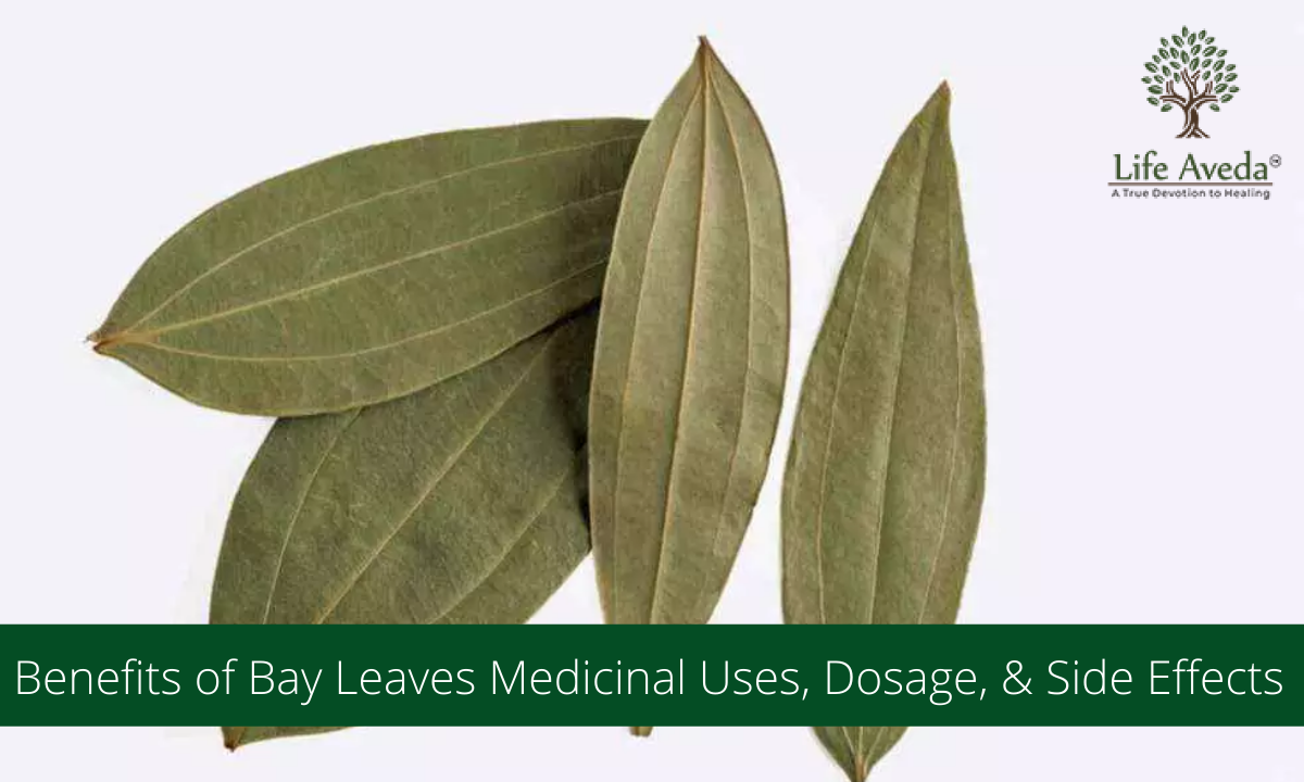 Benefits of Bay Leaves Medicinal Uses, Dosage, & Side Effects