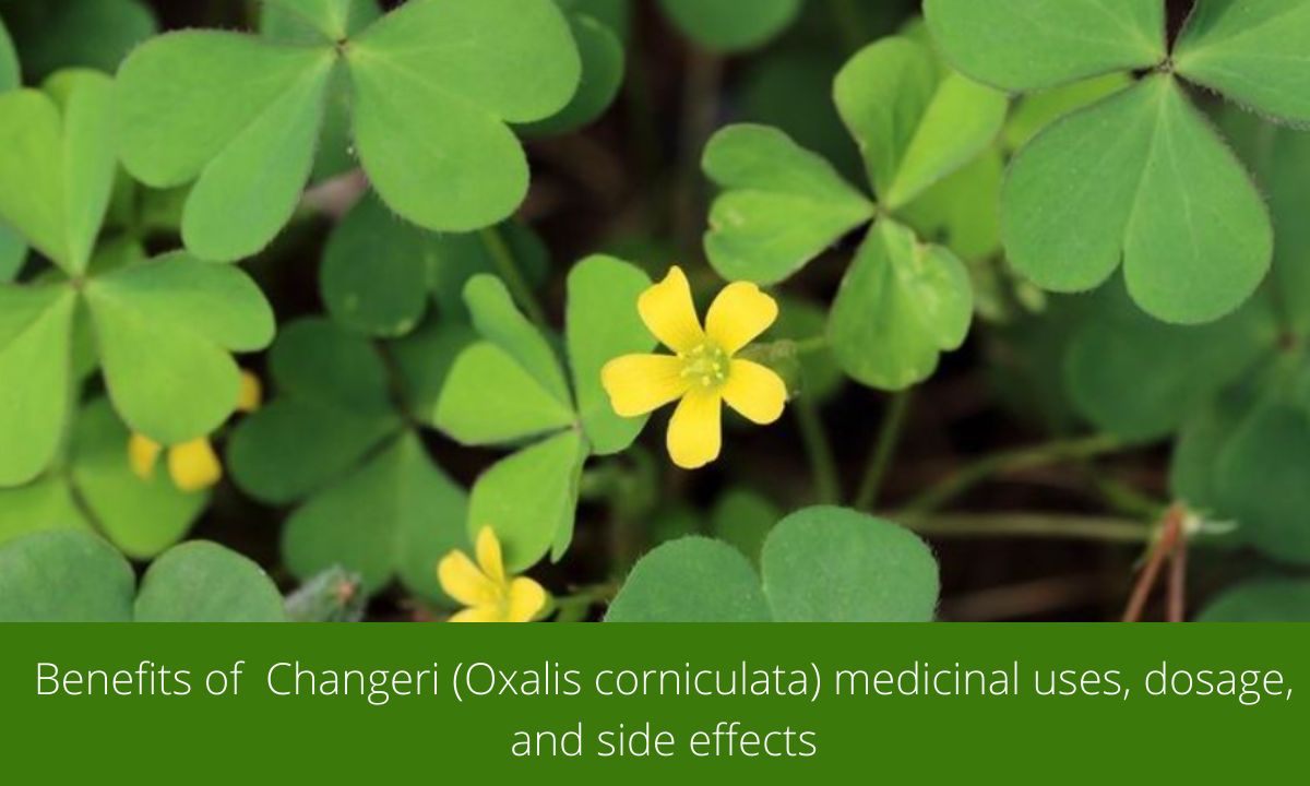 Benefits of Changeri (Oxalis corniculata), medicinal uses, dosage, and side effects