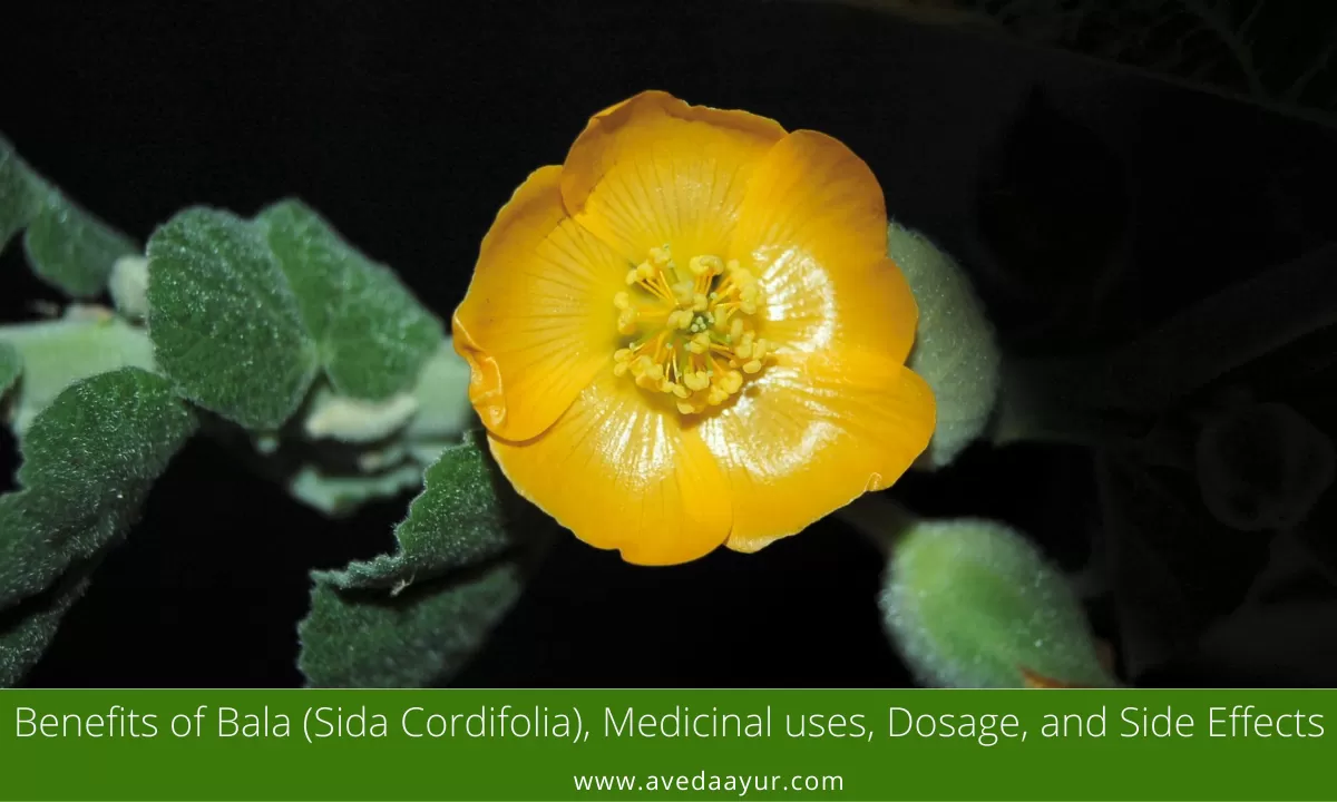 Benefits of Bala (Sida Cordifolia), Medicinal uses, Dosage, and Side Effects