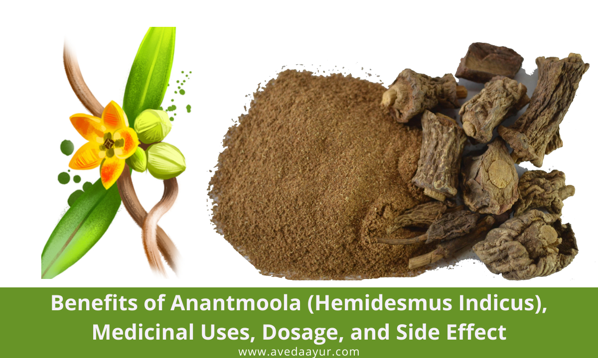 Benefits of Anantmoola (Hemidesmus Indicus), Medicinal Uses, Dosage, and side effect