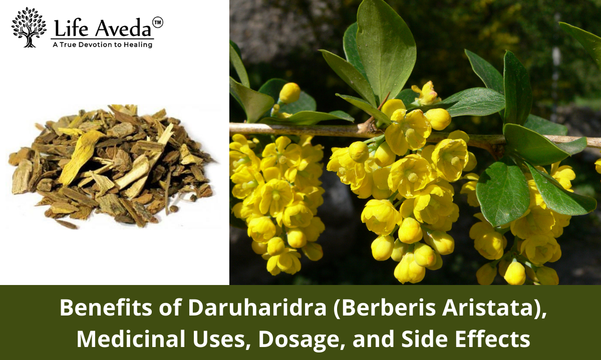 Benefits of Daruharidra (Berberis Aristata), Medicinal Uses, Dosage, and Side Effects