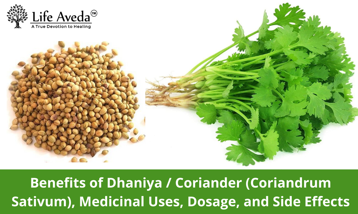 Benefits of Dhaniya/ Coriander (Coriandrum Sativum), Medicinal Uses, Dosage, and Side Effects