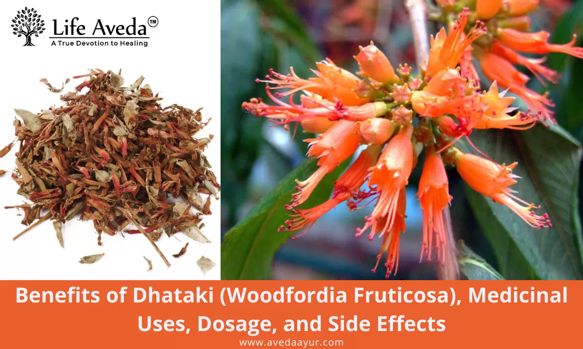 Benefits of Dhataki (Woodfordia Fruticosa), Medicinal Uses, Dosage, and Side Effects