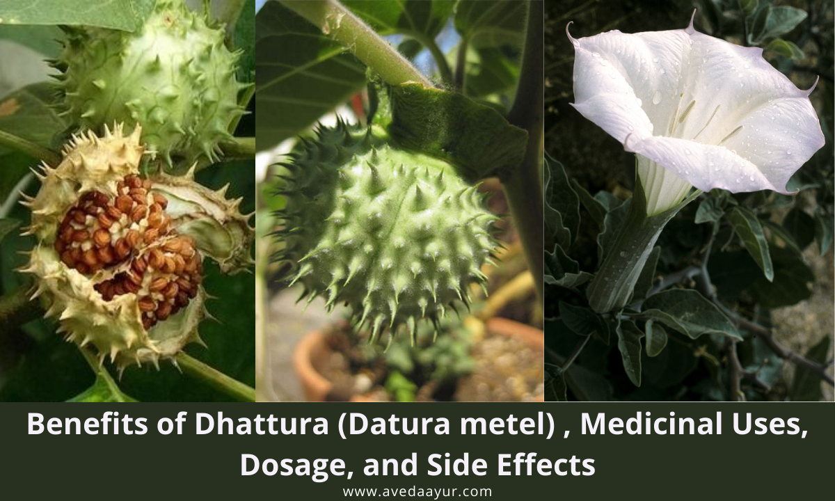 Benefits of Dhattura (Datura metel) , Medicinal Uses, Dosage, and Side Effects