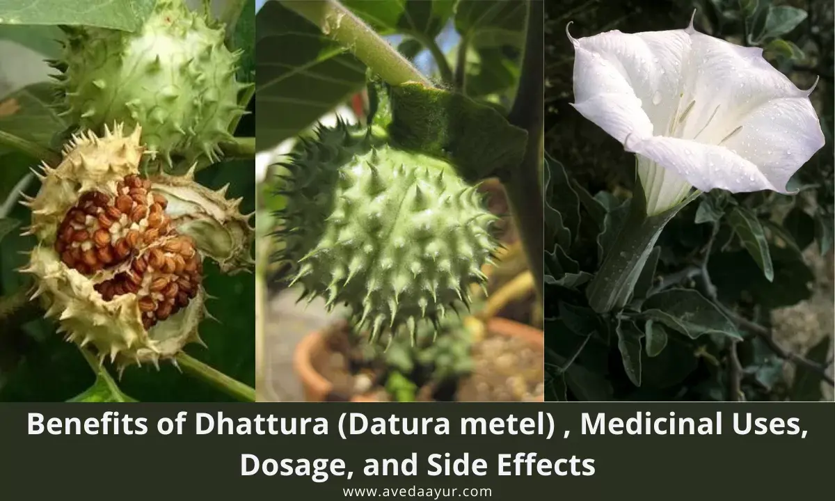 Benefits of Dhattura