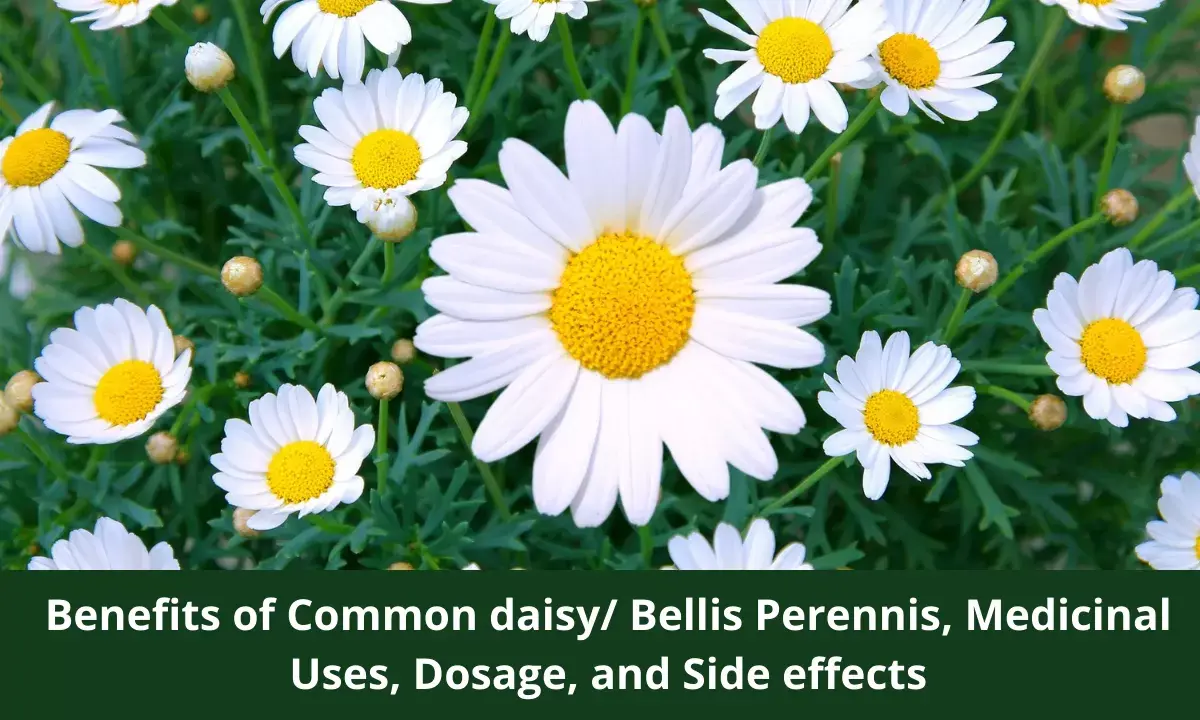 Common Daisy
