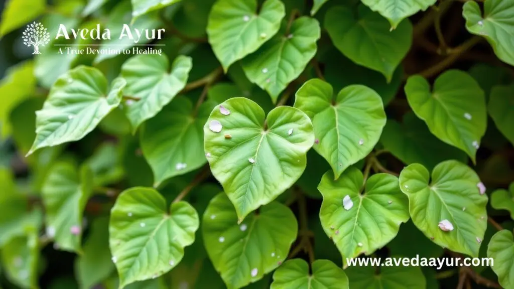 Giloy leaves with Aveda Ayur Logo