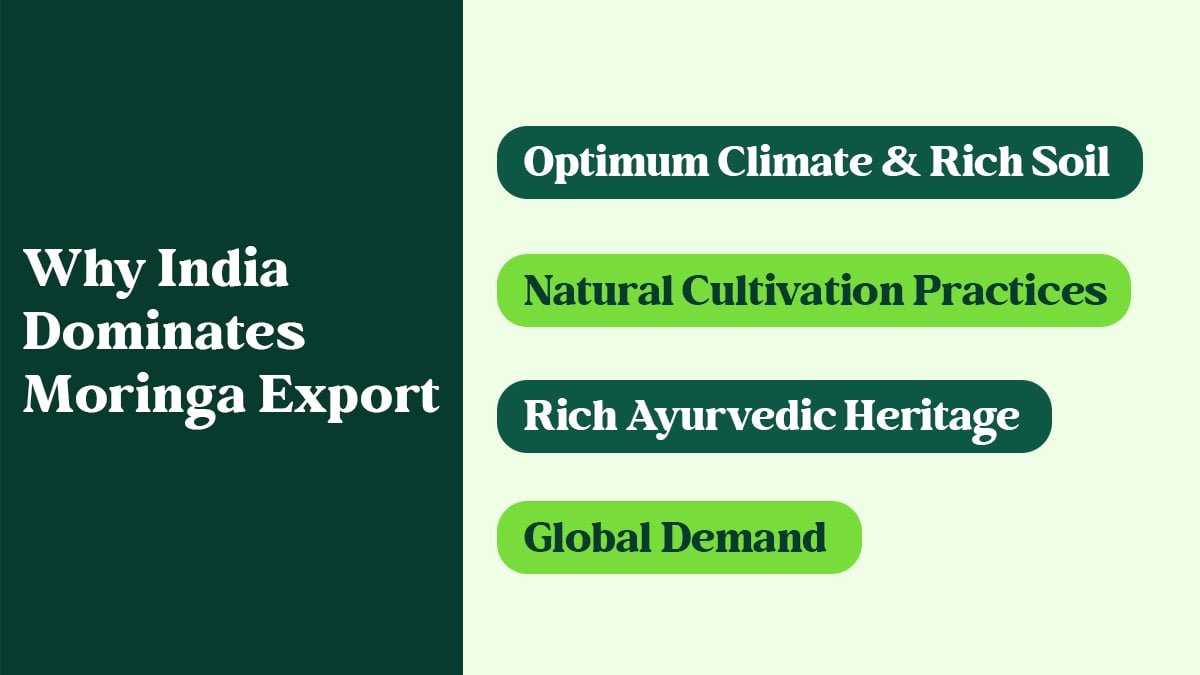 Moringa Export