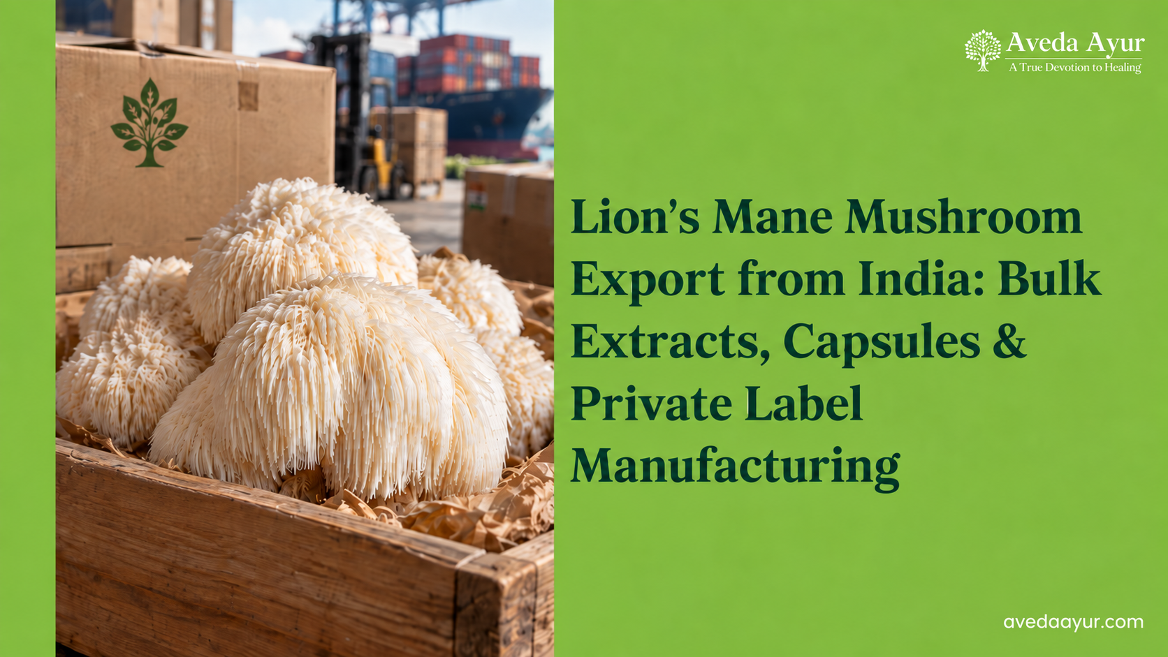 Lion’s Mane Mushroom Export from India