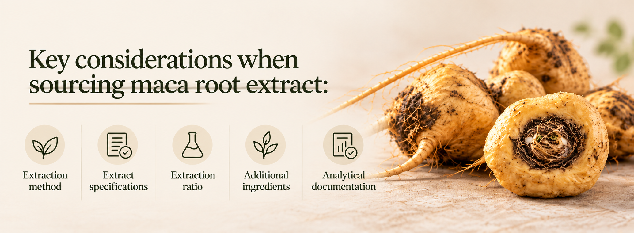 Sourcing Maca Root Extract Essentials